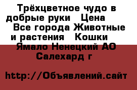 Трёхцветное чудо в добрые руки › Цена ­ 100 - Все города Животные и растения » Кошки   . Ямало-Ненецкий АО,Салехард г.